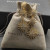 David Yurman Gold Triple Sunflower Earrings, 51mm Length